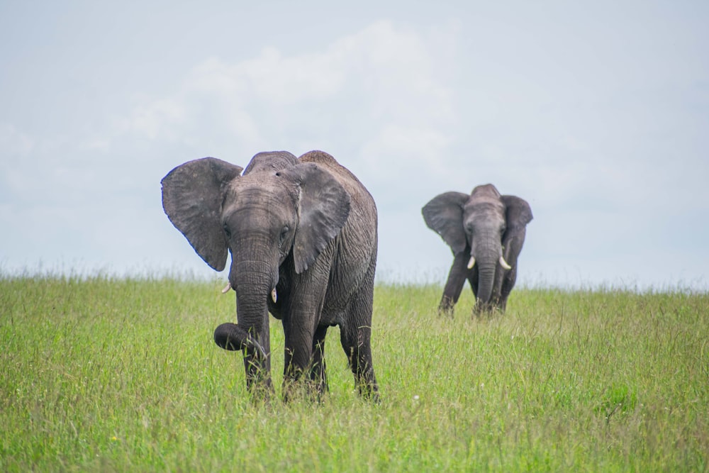 a couple of elephants walking across a lush green field