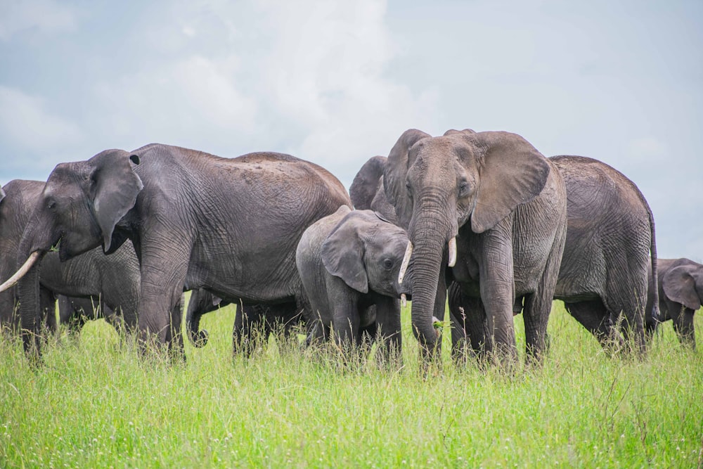 a herd of elephants standing on top of a lush green field