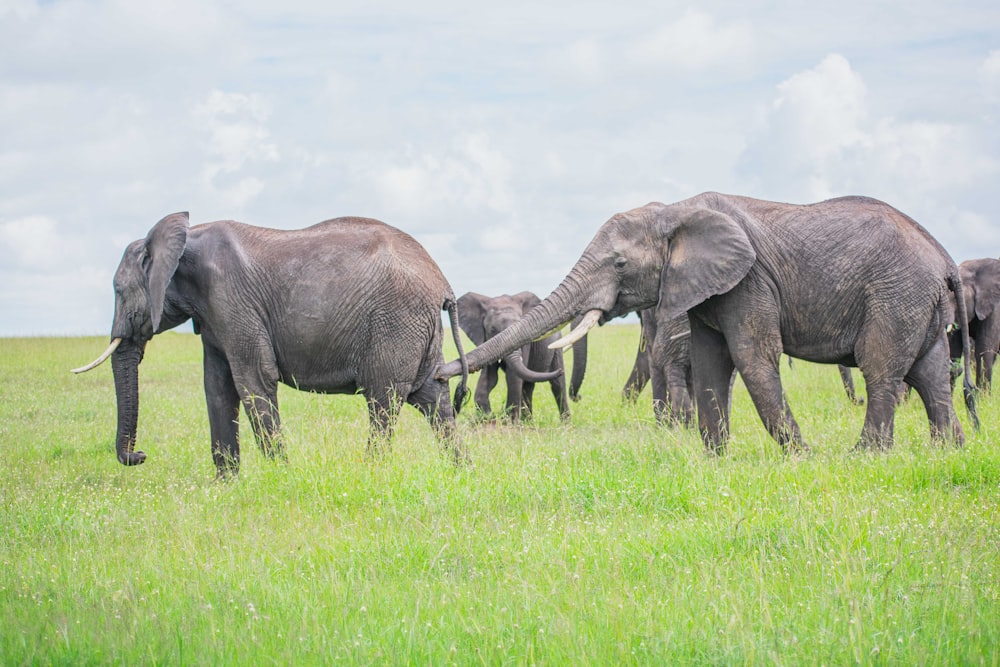 a herd of elephants standing on top of a lush green field