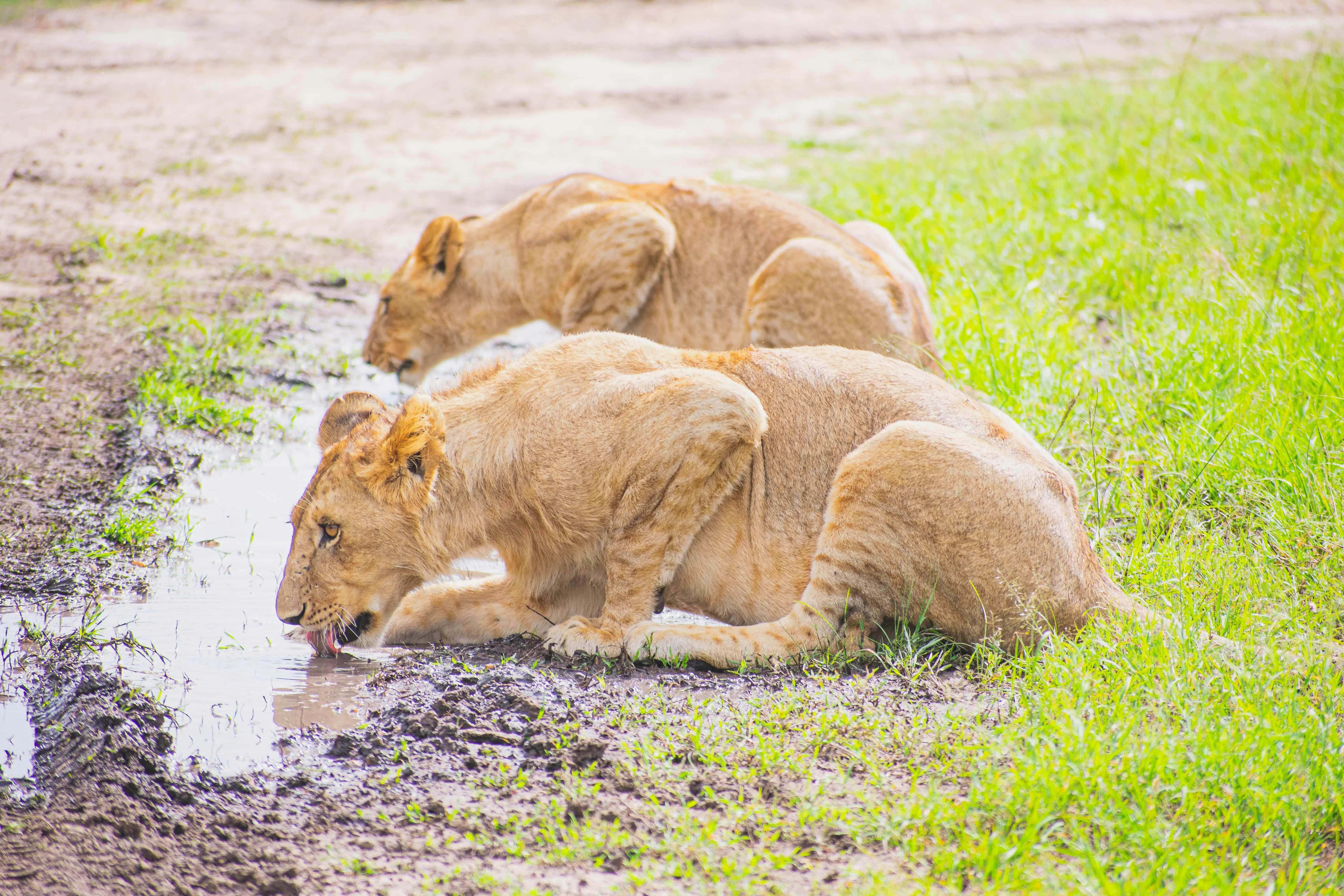 a group of lions drinking water from a puddle, Lions drinking water