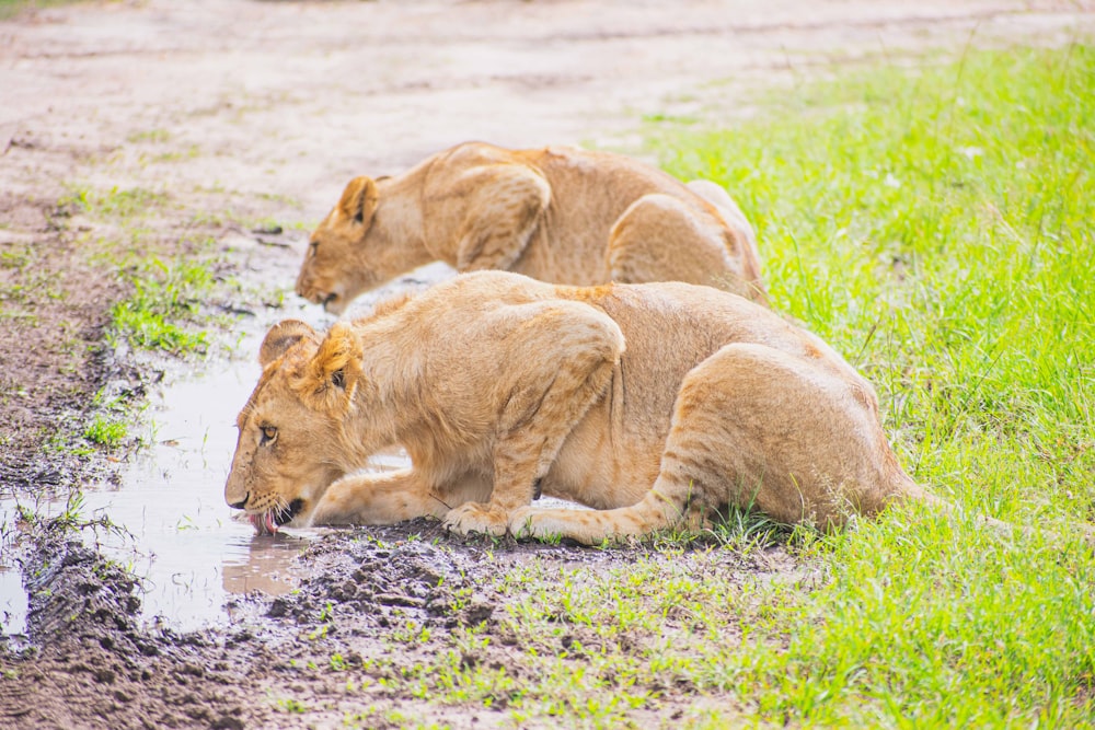 a group of lions drinking water from a puddle
