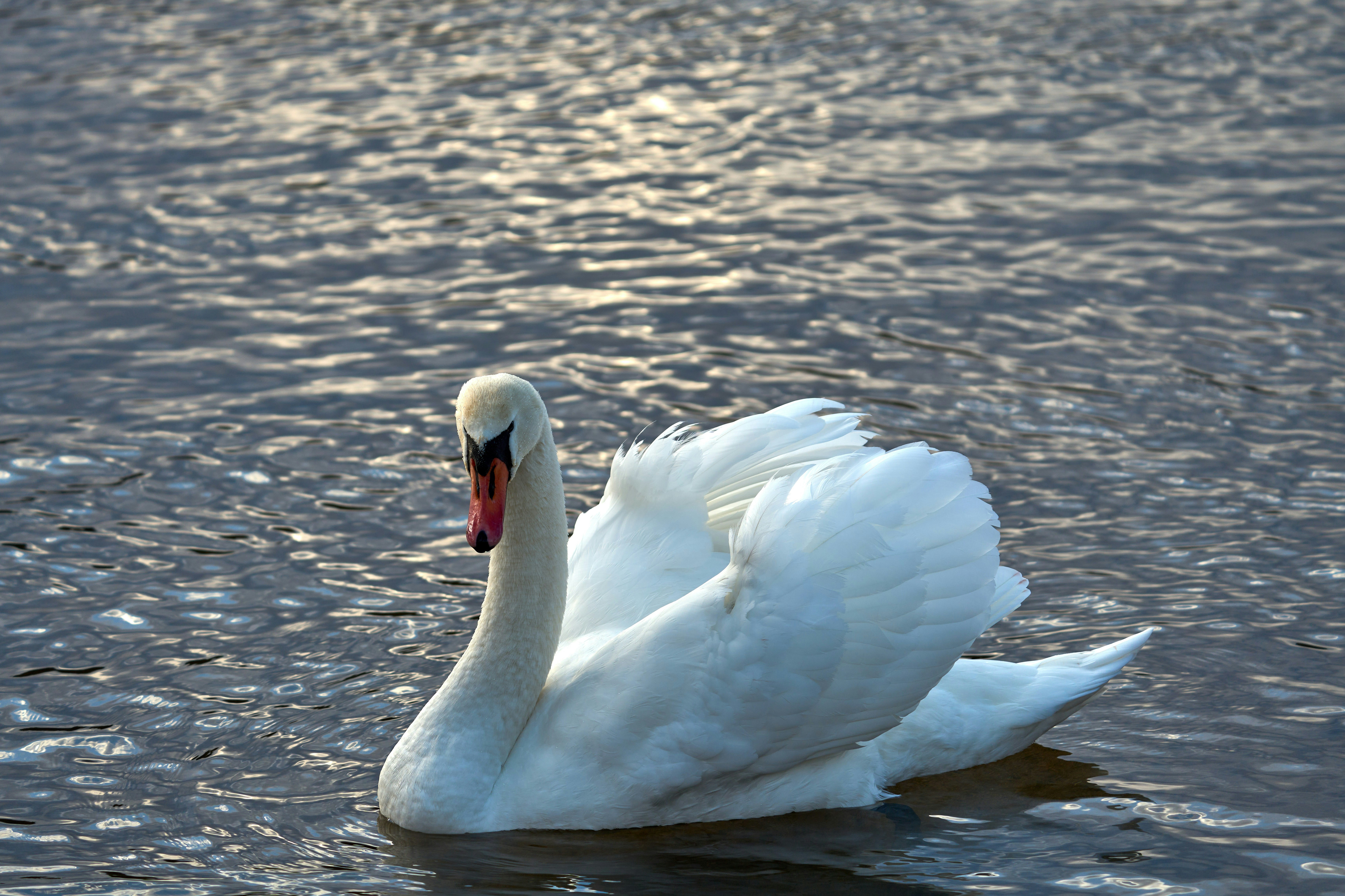 Photo by wolfgang_hasselmann