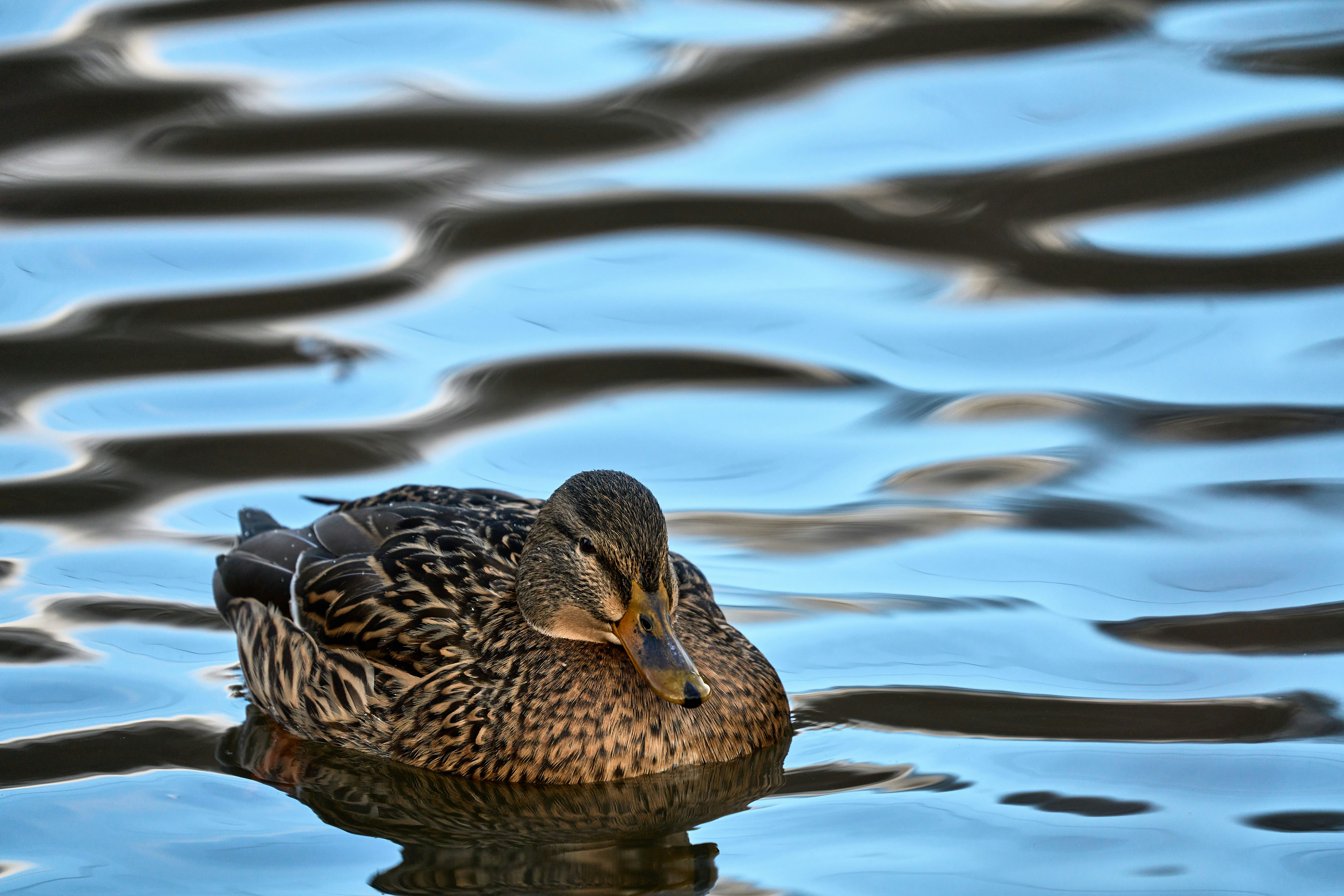 Photo by wolfgang_hasselmann