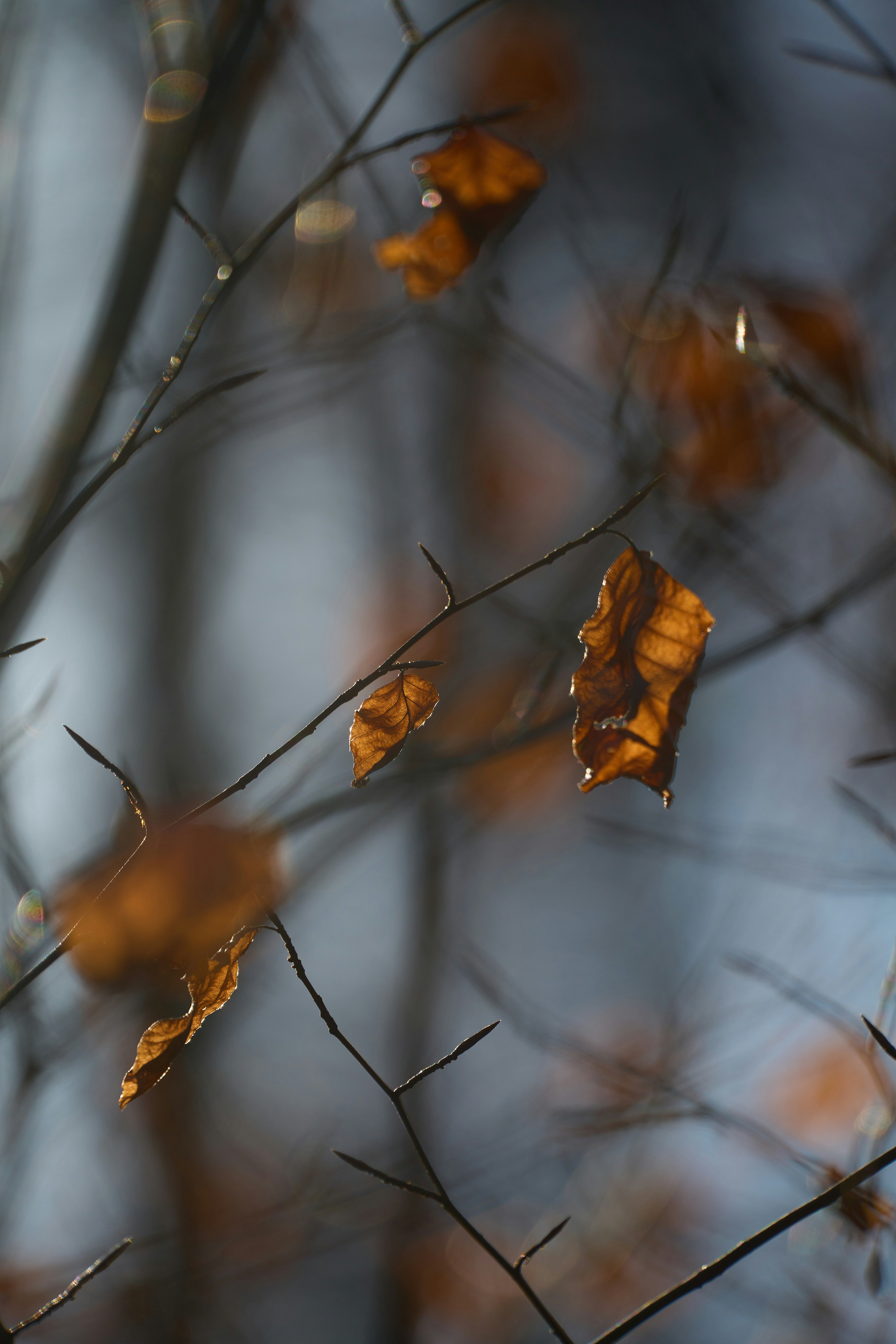 Photo by wolfgang_hasselmann