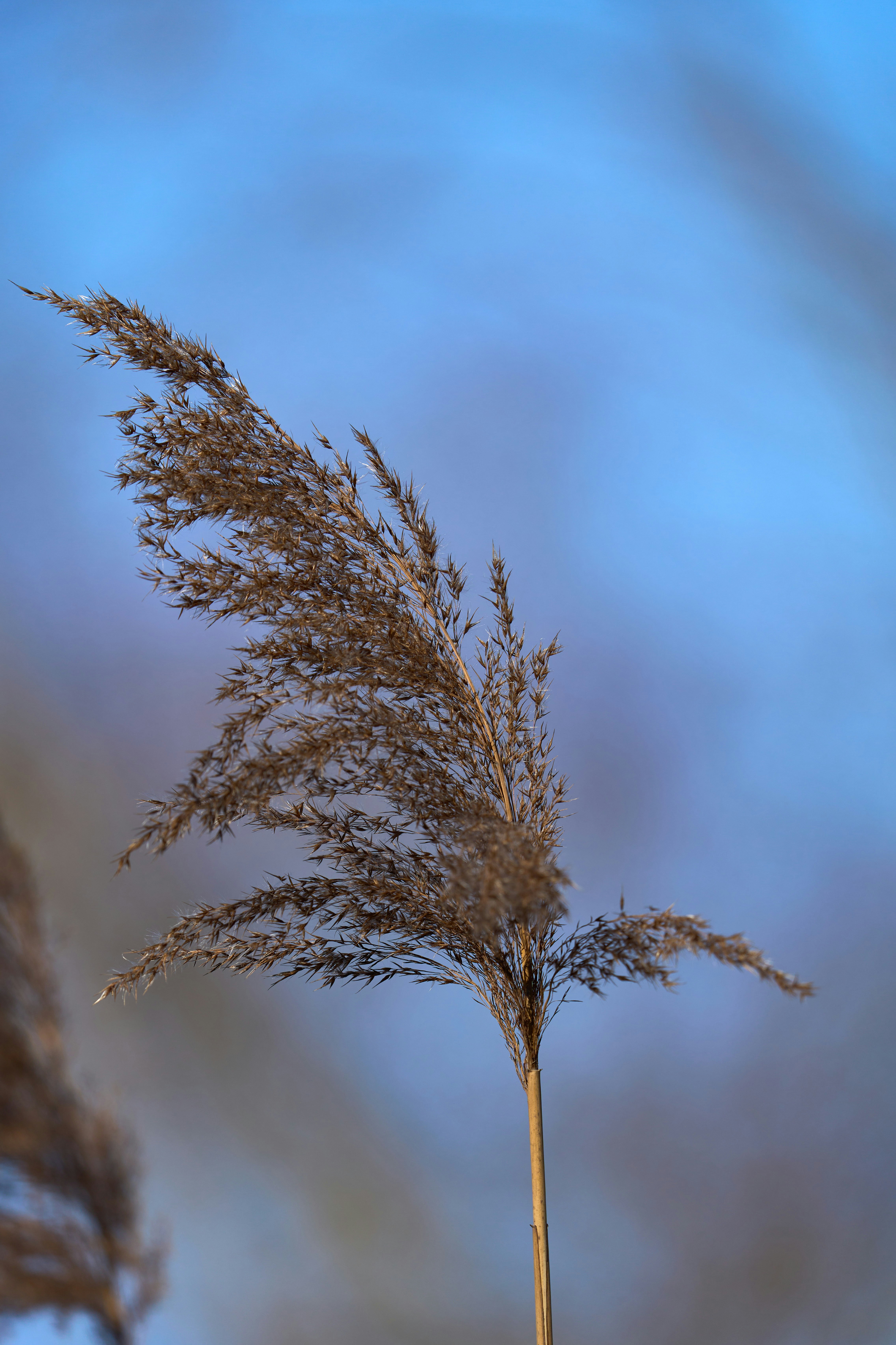 Photo by wolfgang_hasselmann