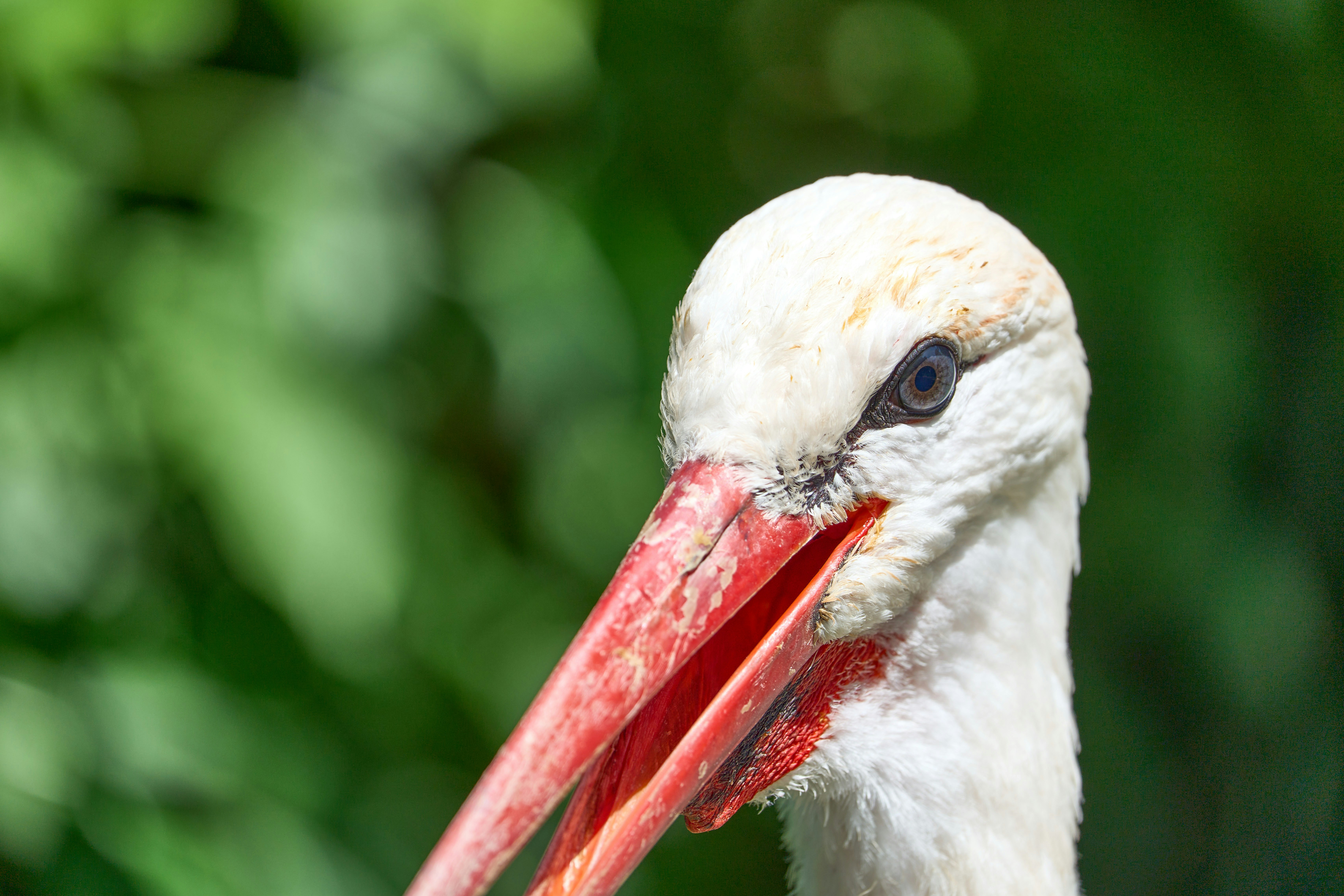 Photo by wolfgang_hasselmann