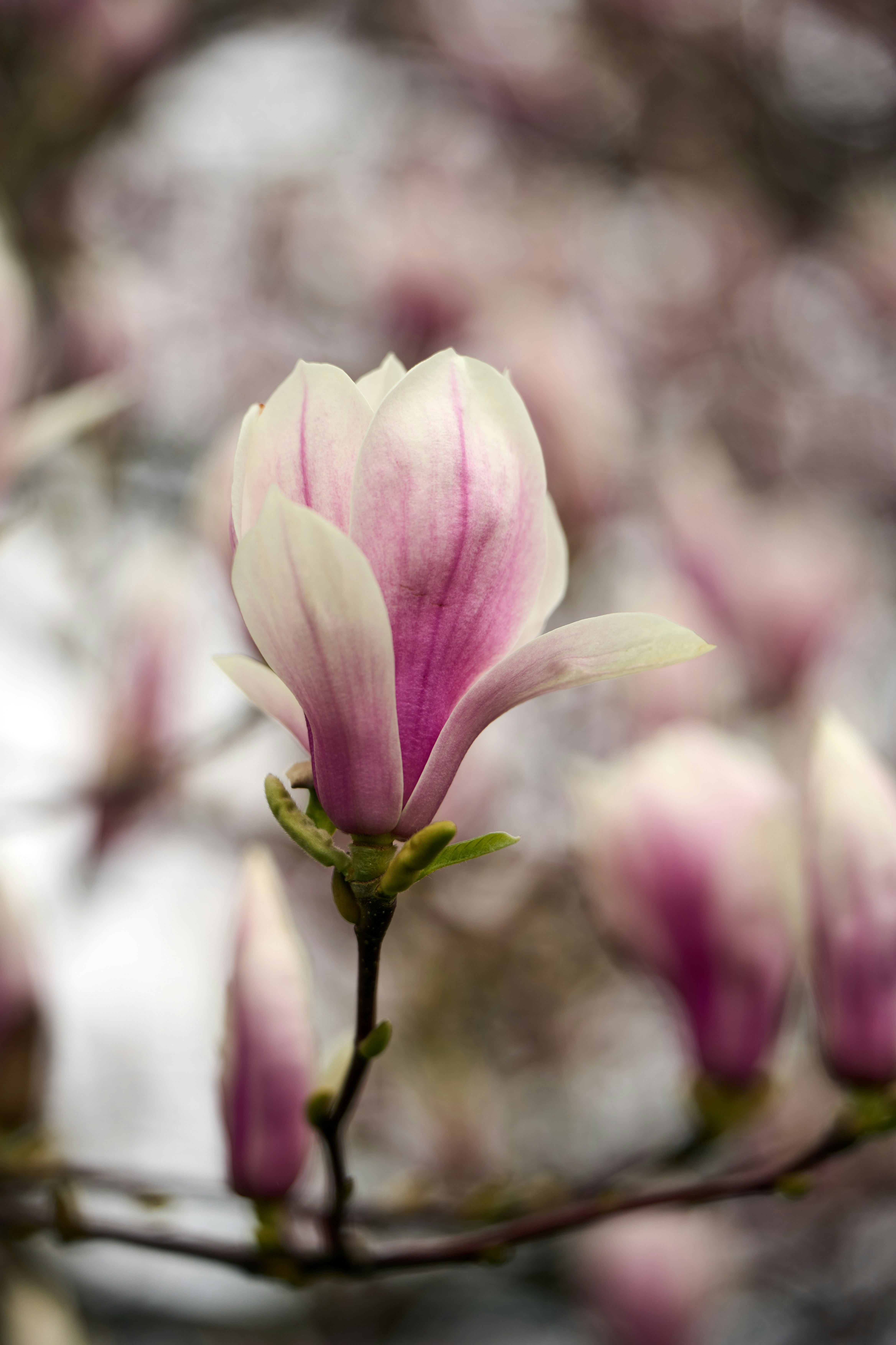 Photo by wolfgang_hasselmann