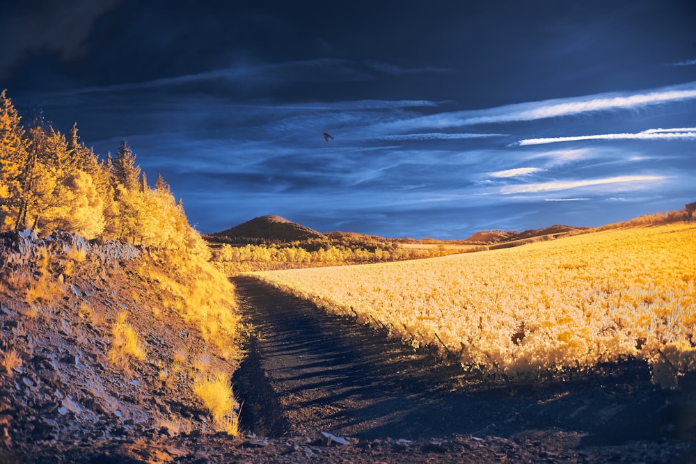 a dirt road in the middle of a field