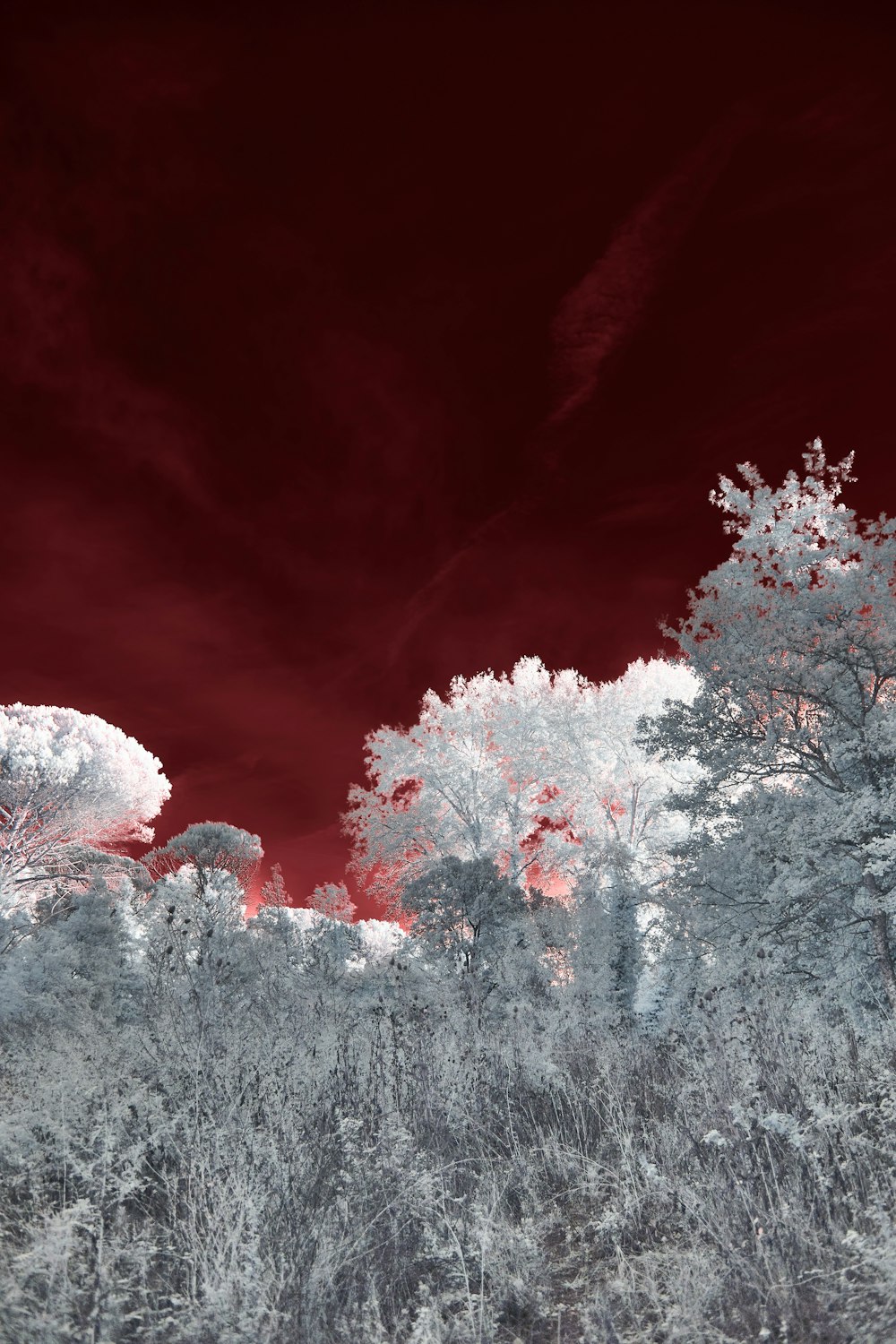 a red sky and some trees in a field