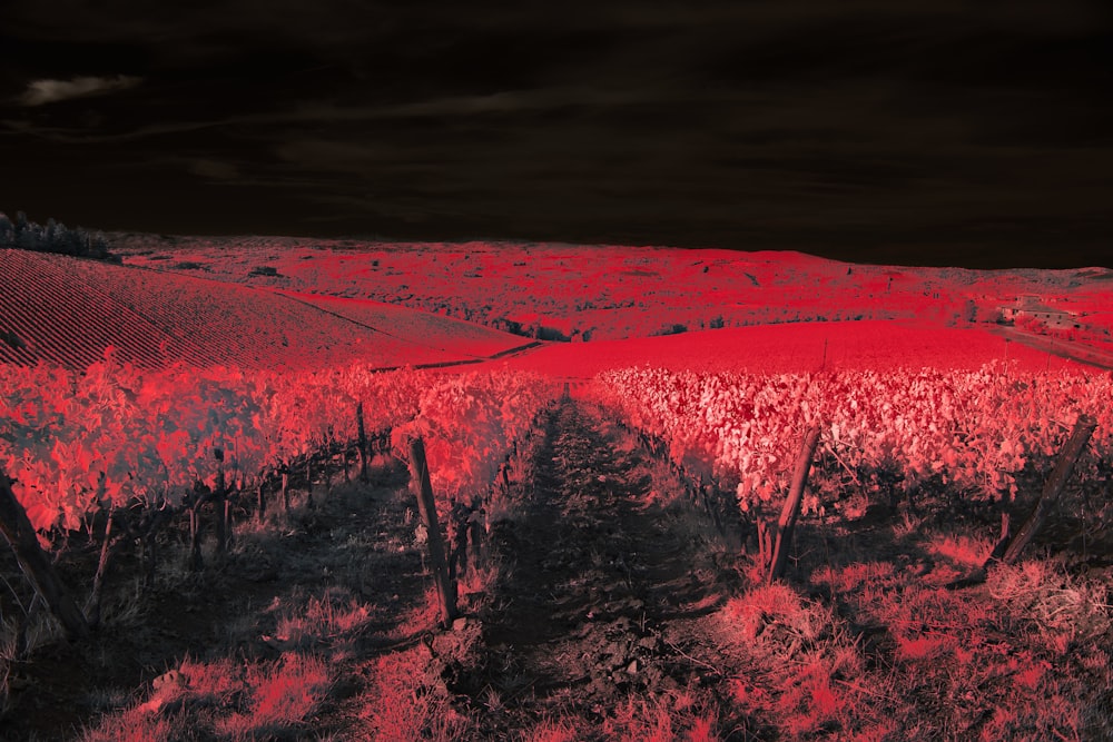 a red and black photo of a landscape