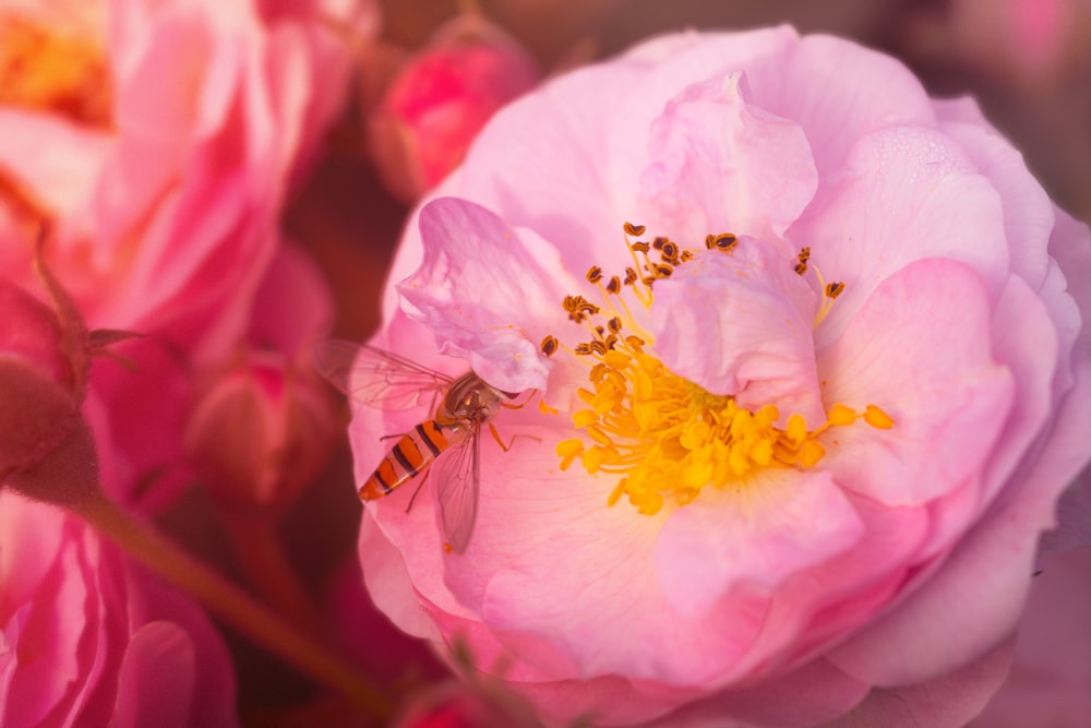 a pink flower with a bee inside of it