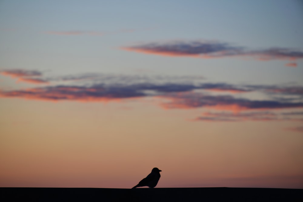 a bird sitting on top of a hill under a cloudy sky