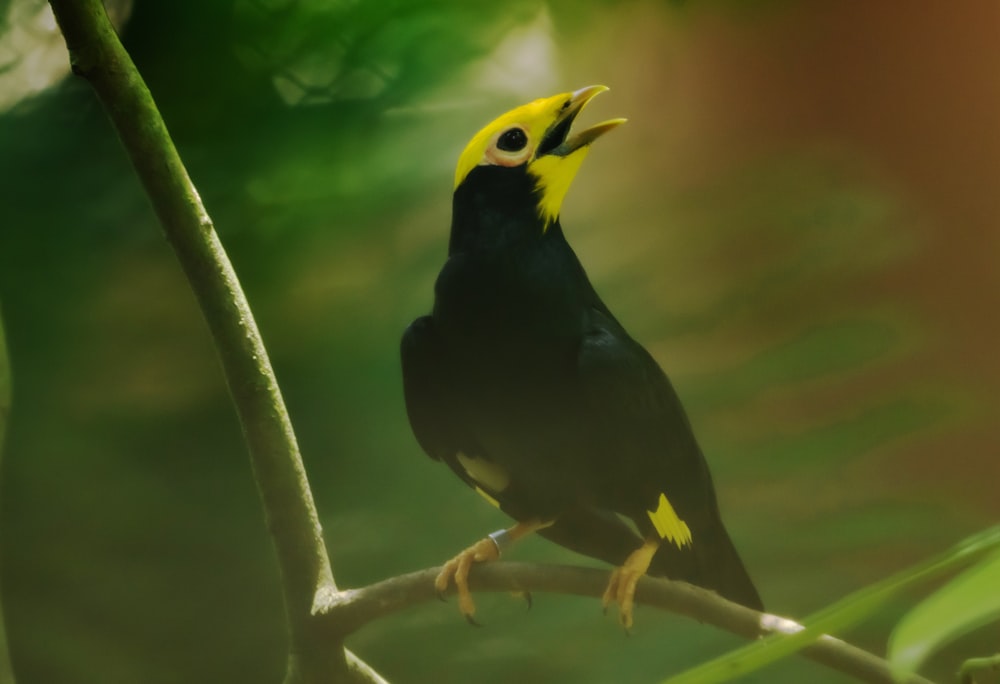 a black and yellow bird perched on a tree branch