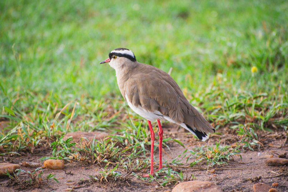 a bird standing on a patch of dirt in the grass