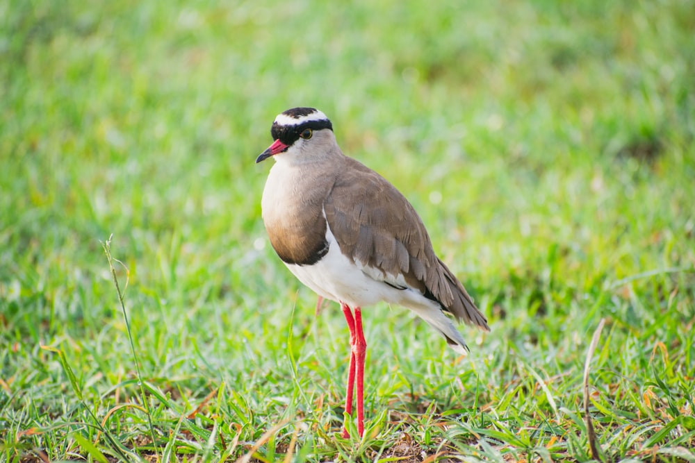 a small bird standing on top of a lush green field