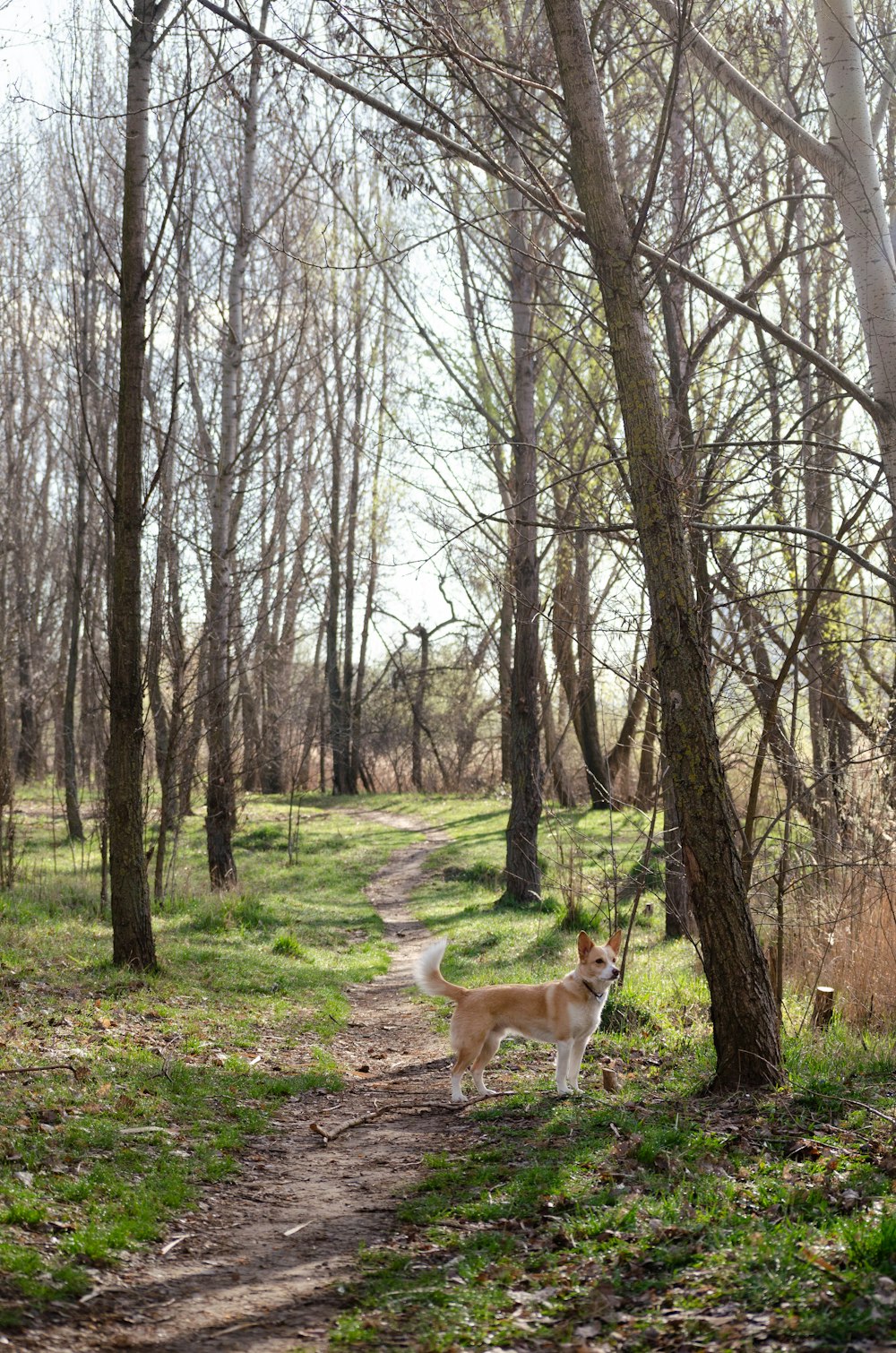 a dog that is standing in the dirt