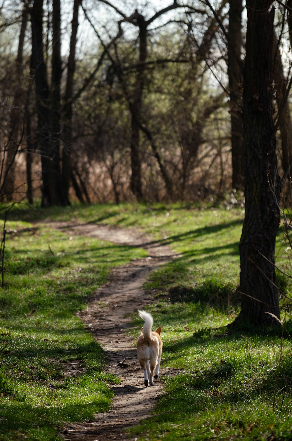 a dog walking down a dirt path in the woods