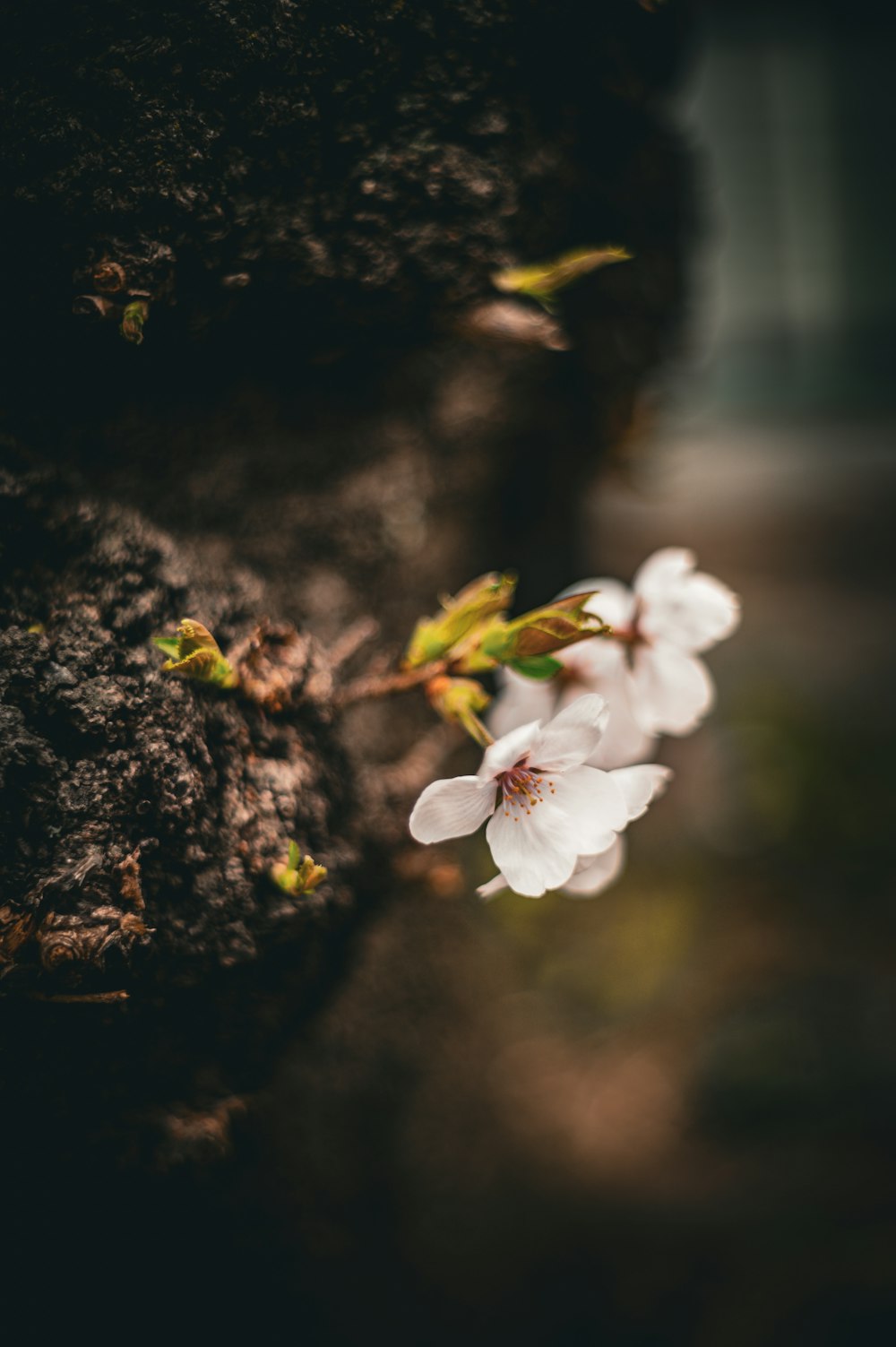 a close up of a flower on a tree