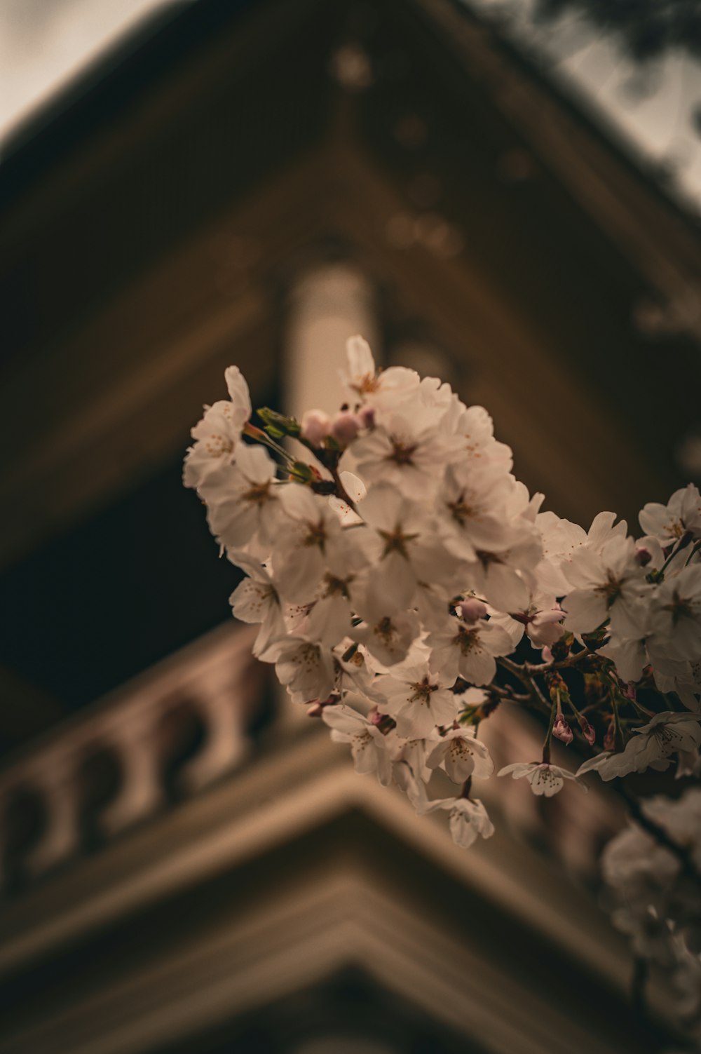 a close up of a flower on a tree