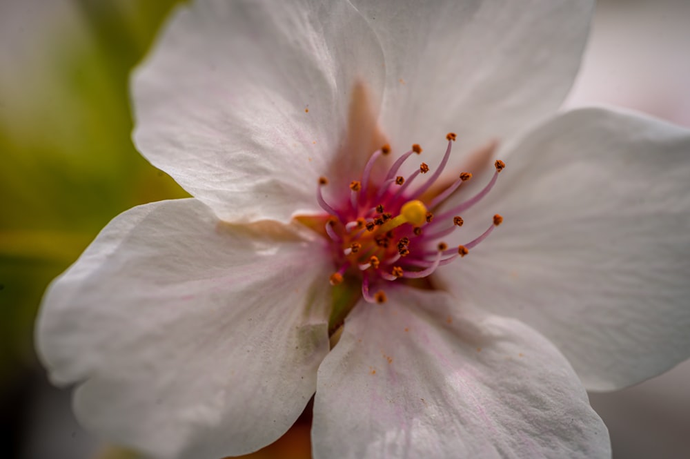 a close up of a white flower with a pink center