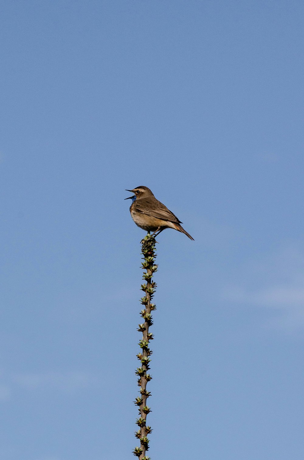a bird sitting on top of a tall plant
