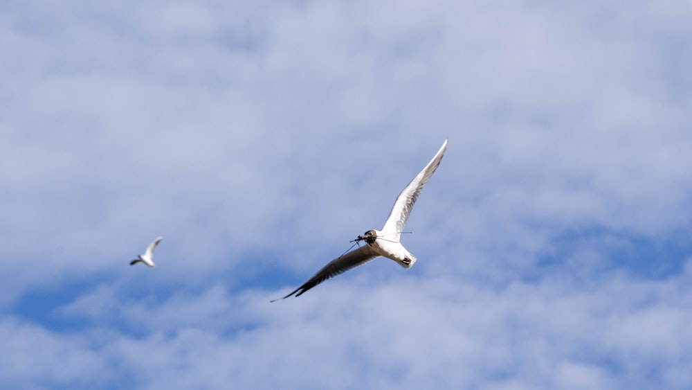 a white bird flying in the sky with another bird in the background