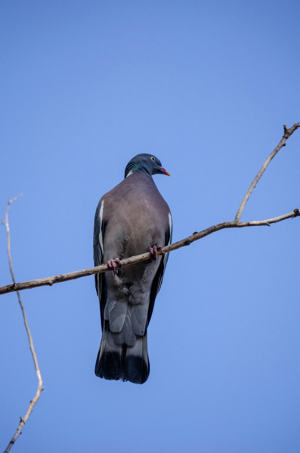 a bird sitting on a branch of a tree