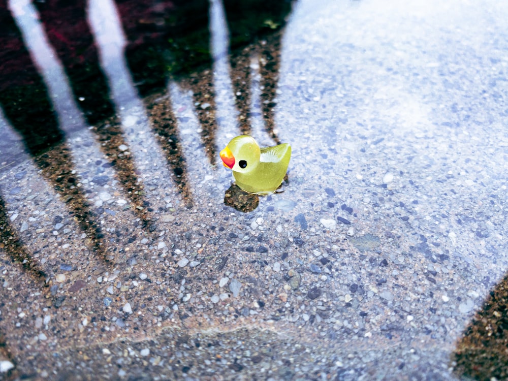 a small toy bird sitting on top of a puddle of water