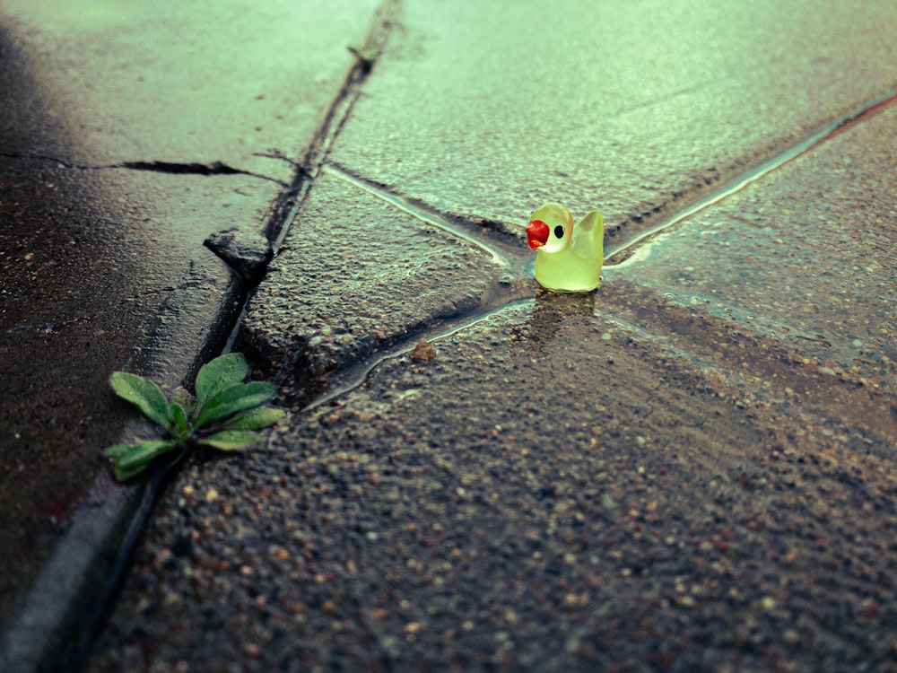 a small yellow bird sitting on the side of a road