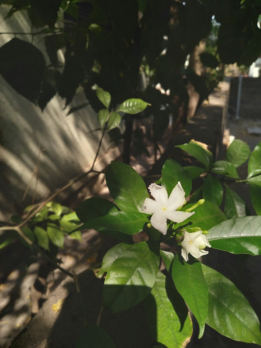 a small white flower on a tree branch