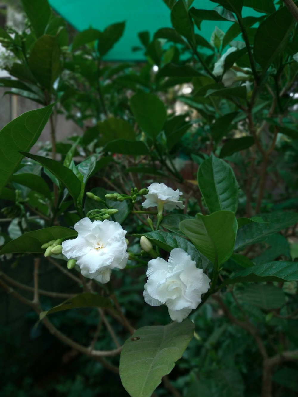 a bush with white flowers and green leaves