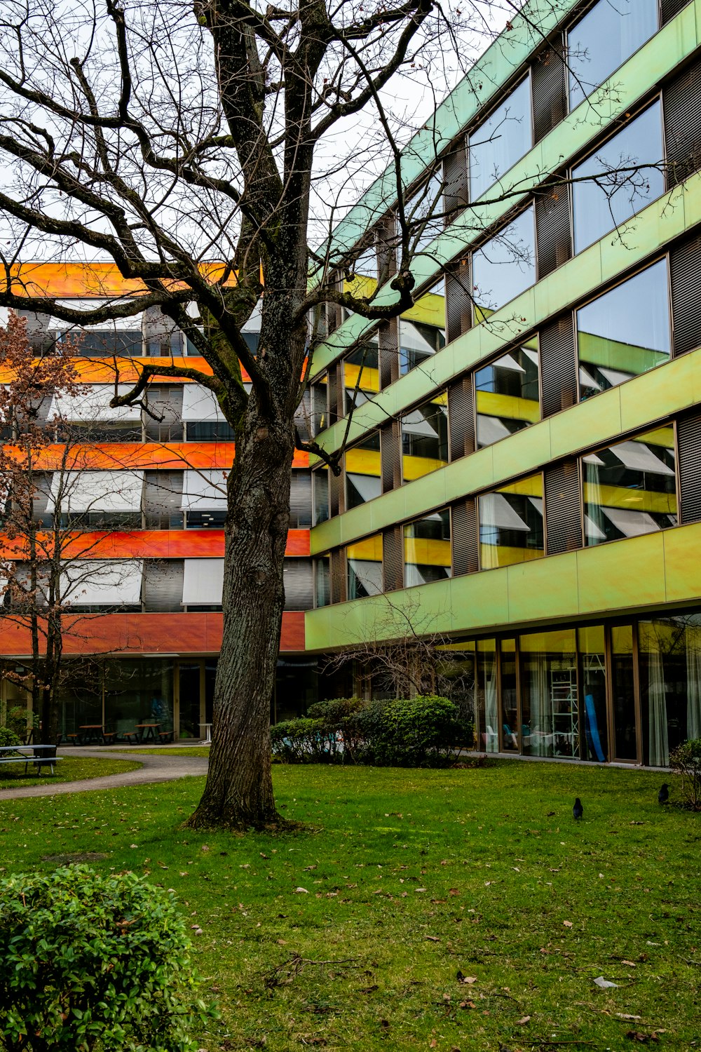 a tree in a grassy area in front of a multi - colored building