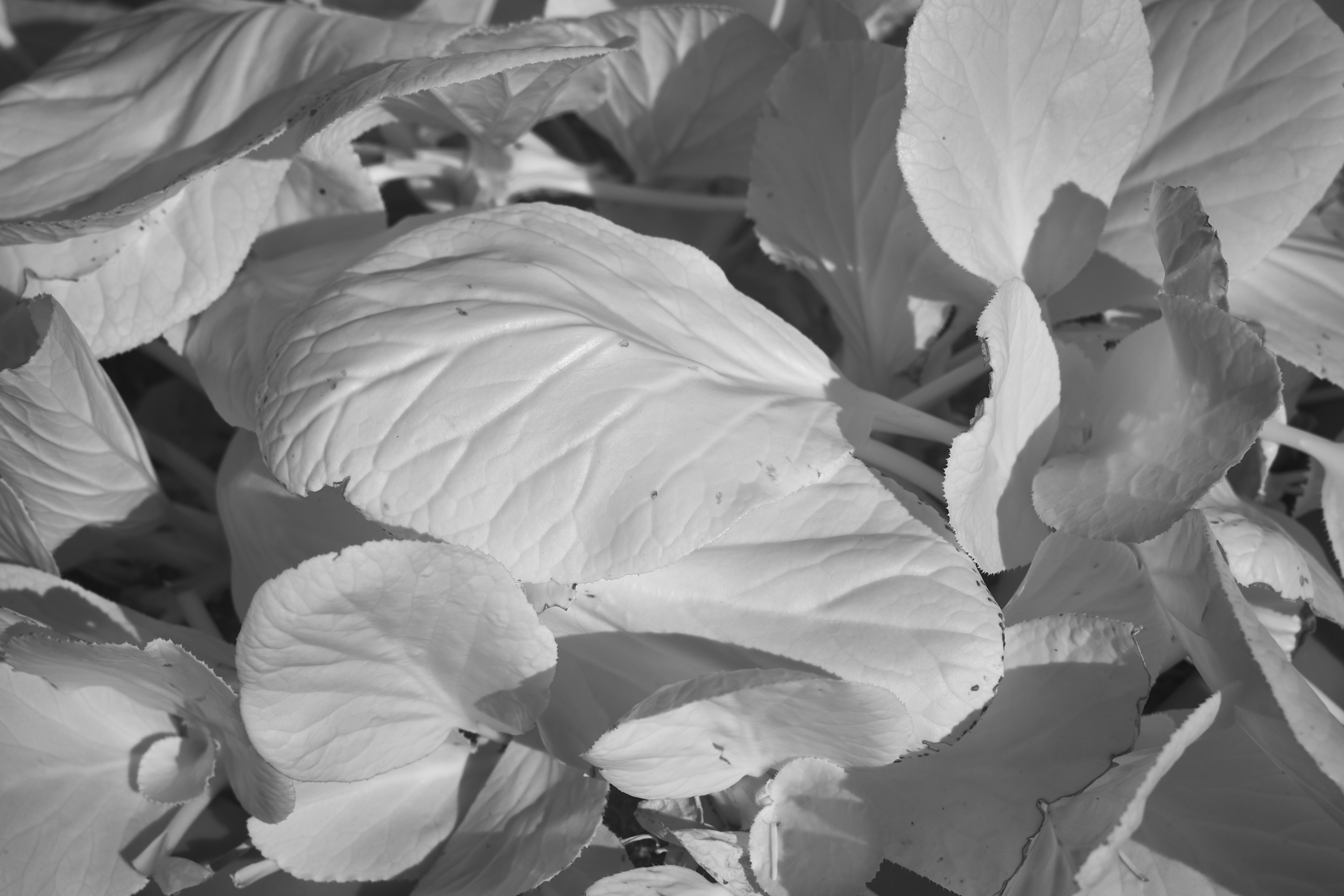 Photo by wolfgang_hasselmann