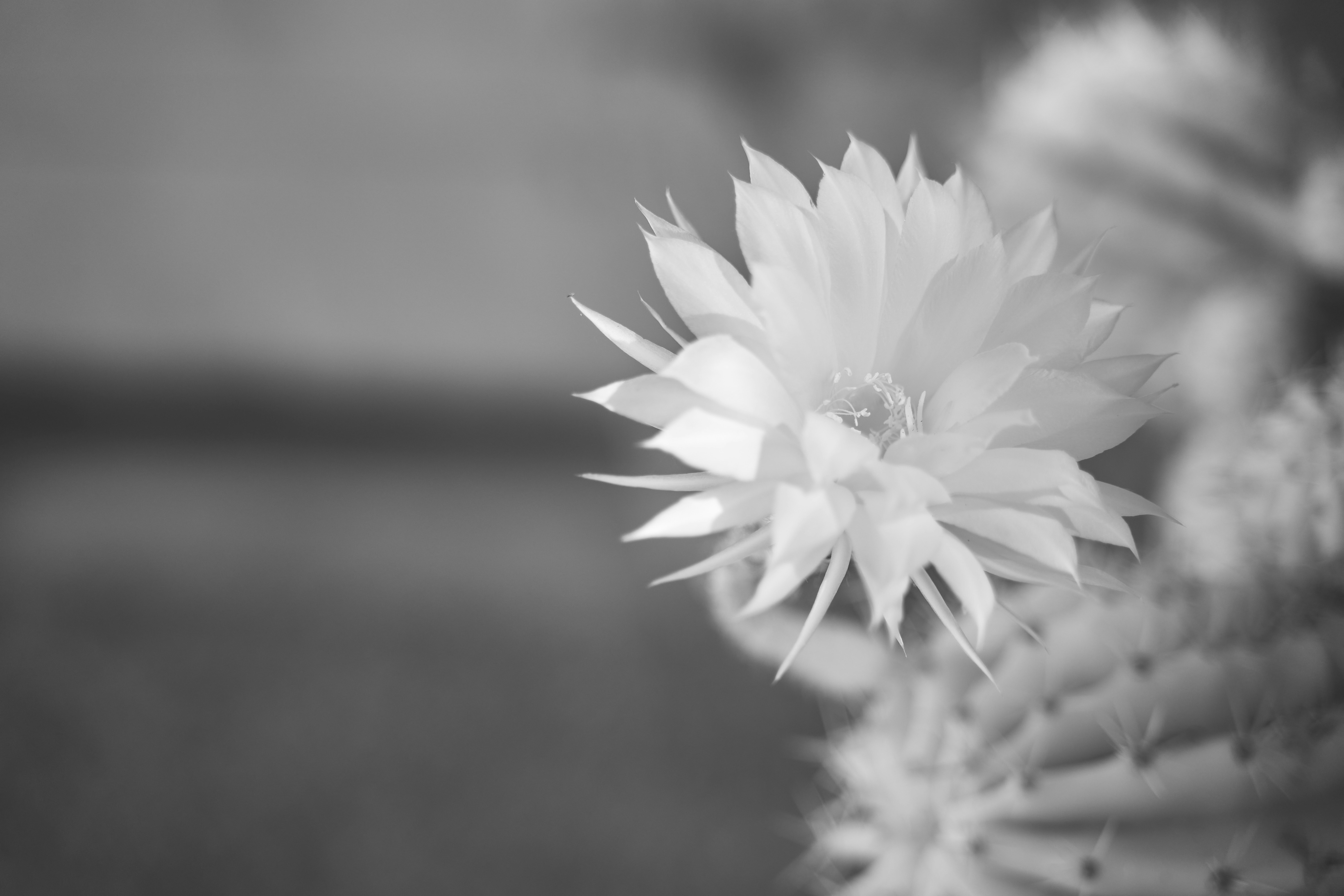Uma foto em preto e branco de um cacto foto – Imagem grátis sobre Flor na  Unsplash, image size:3000x2000