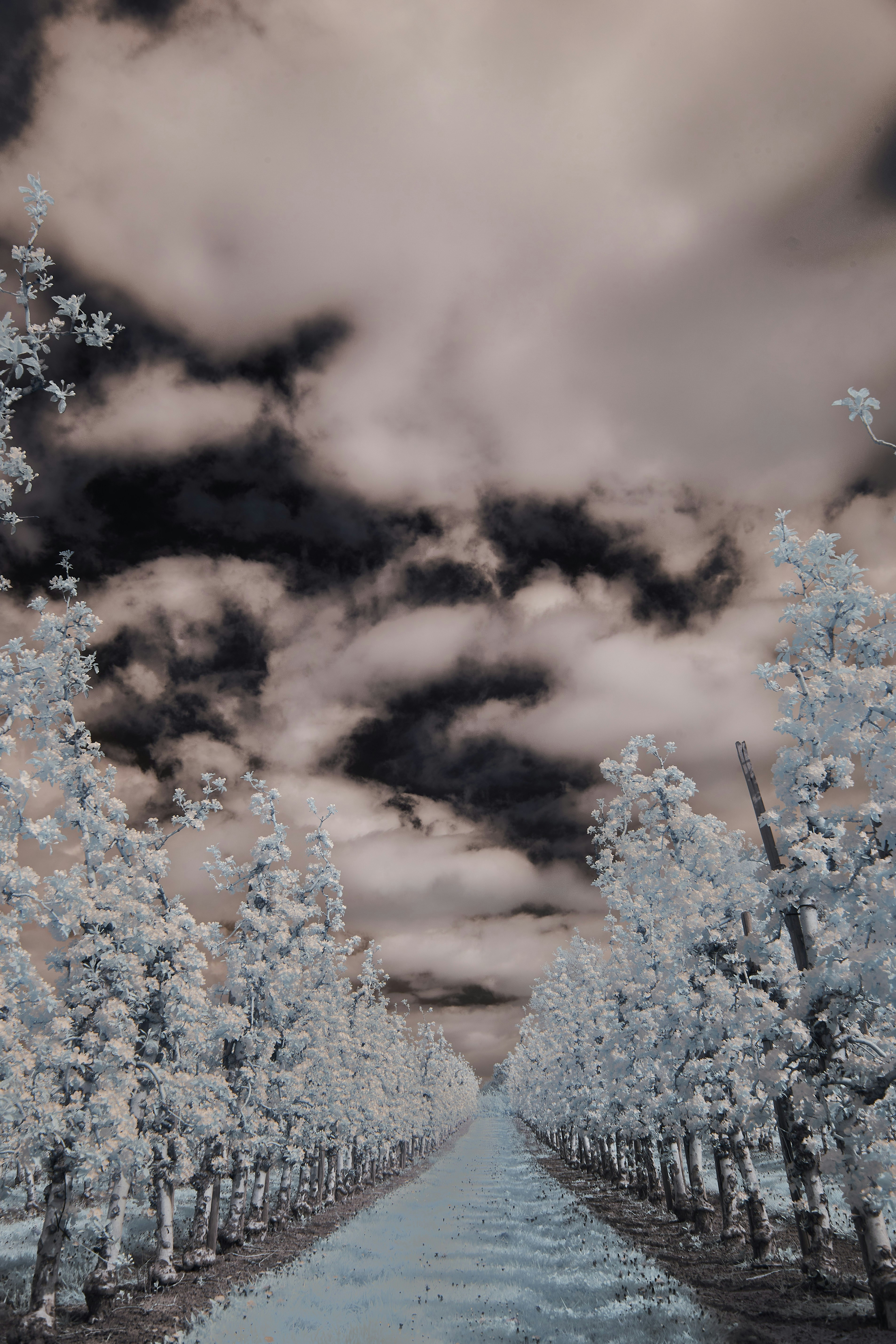 Photo by wolfgang_hasselmann