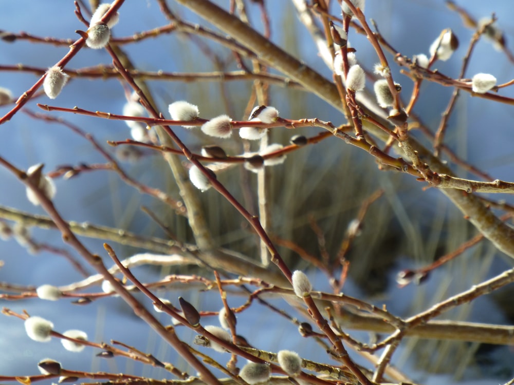 the branches of a tree with white flowers