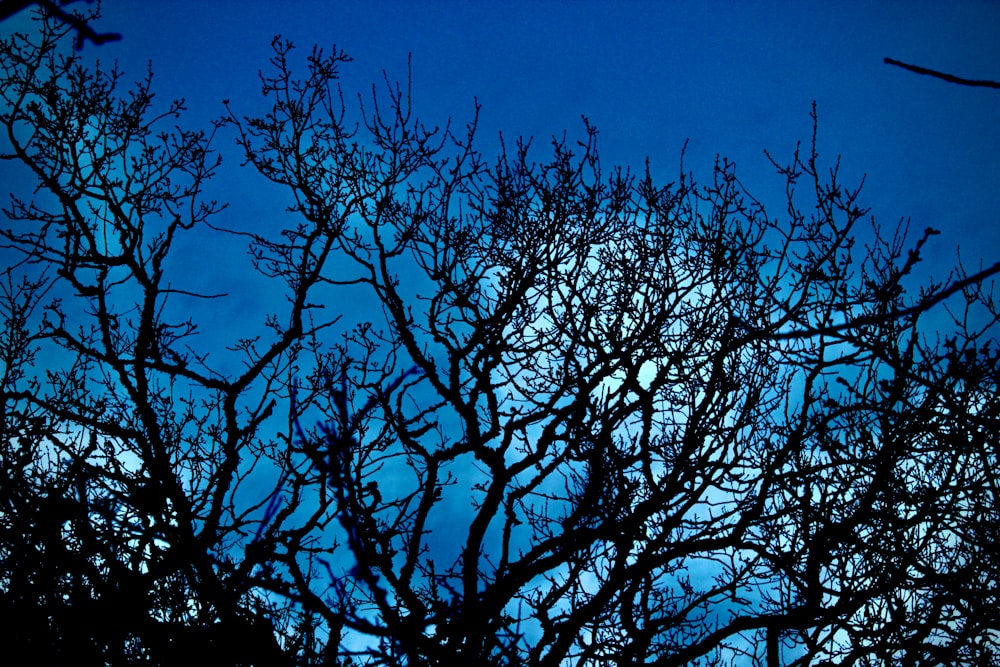 a tree with no leaves is silhouetted against a blue sky