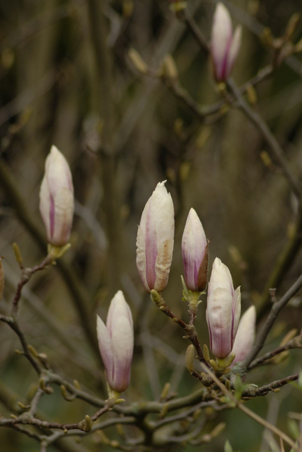 a bunch of flowers that are on a tree