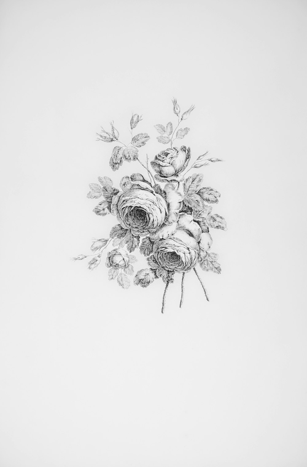 a drawing of a bouquet of roses on a white background