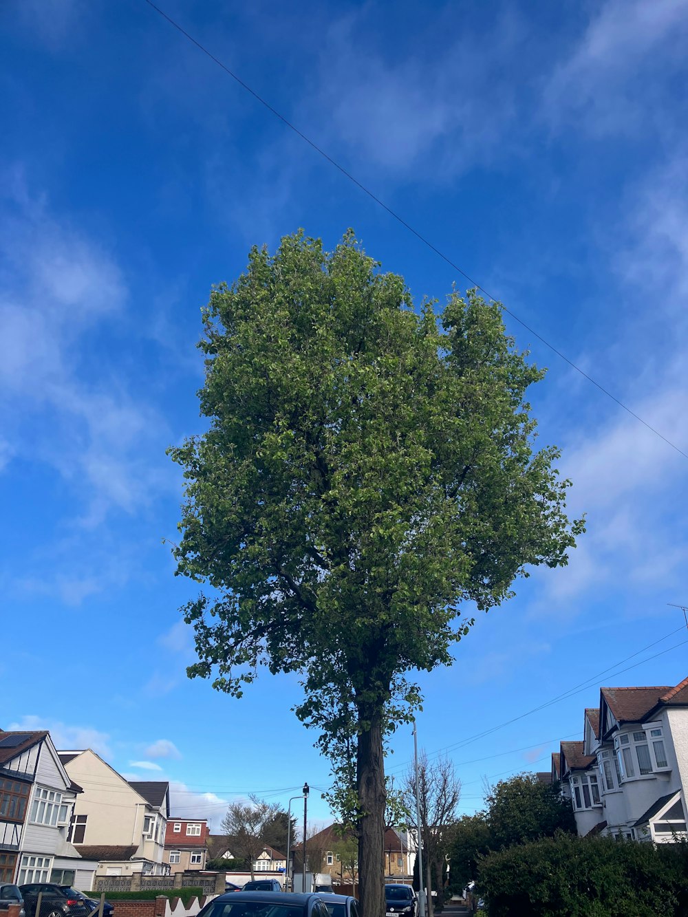 a large green tree in the middle of a street