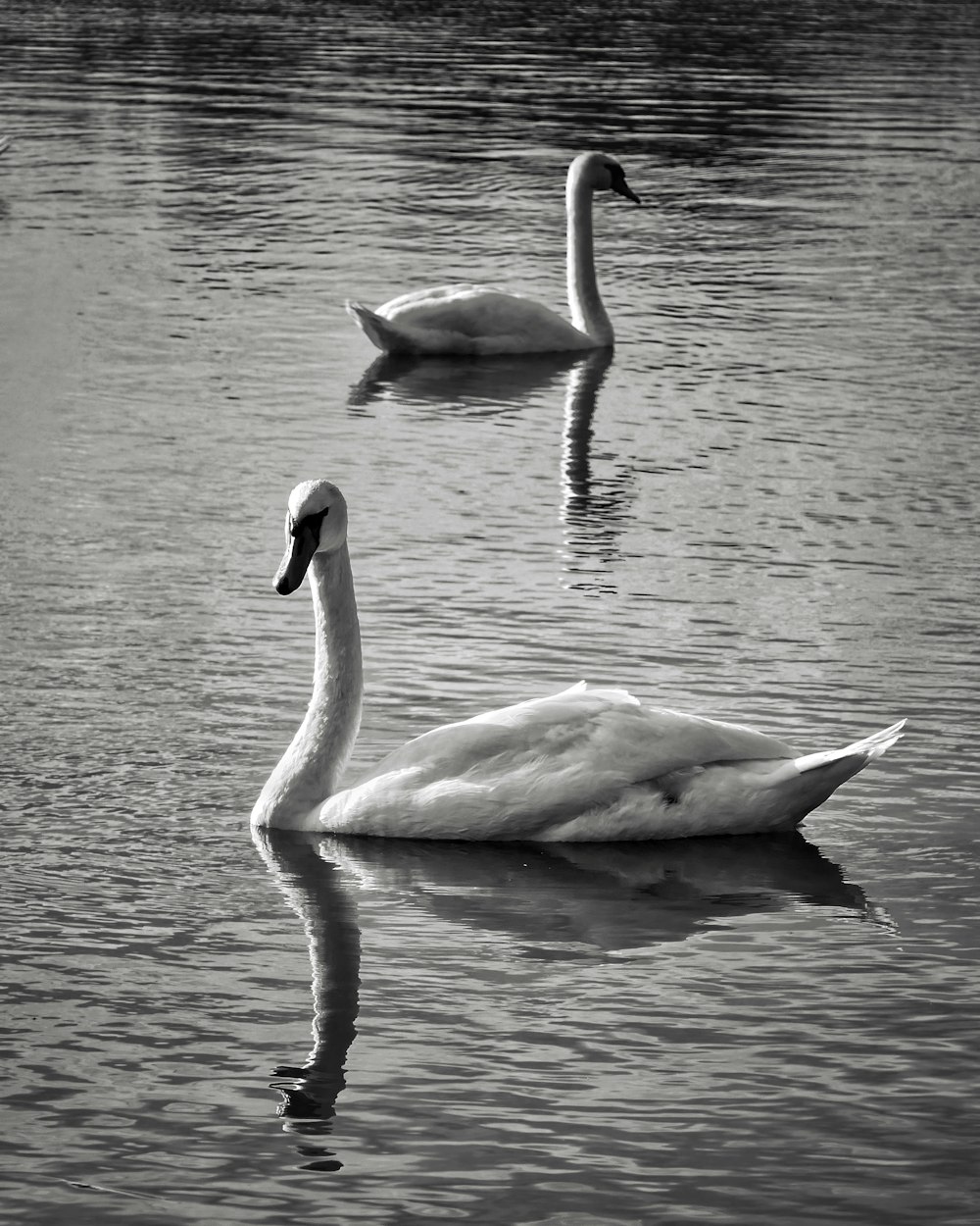 a couple of swans swimming on top of a lake