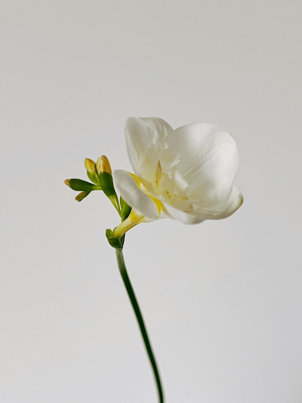 a single white flower in a glass vase