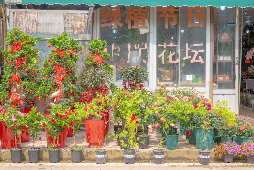 a bunch of potted plants in front of a store