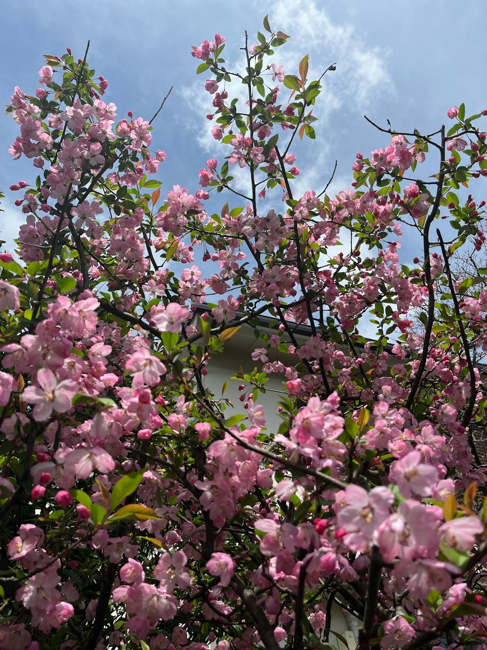 pink flowers are blooming on the branches of a tree