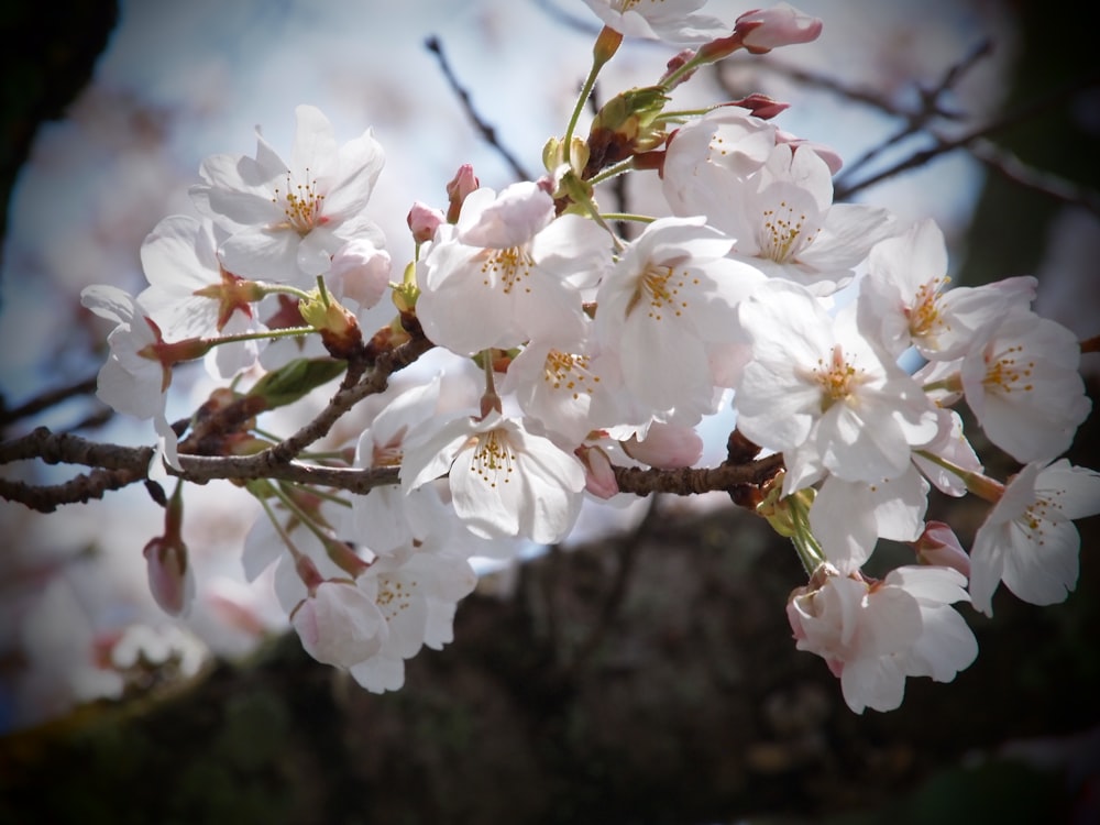 a branch of a cherry tree with white flowers