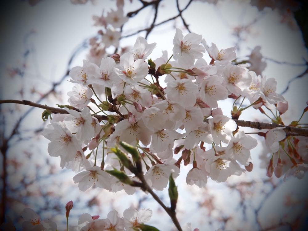 a close up of a tree with white flowers