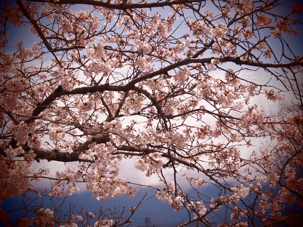 a tree with lots of pink flowers on it