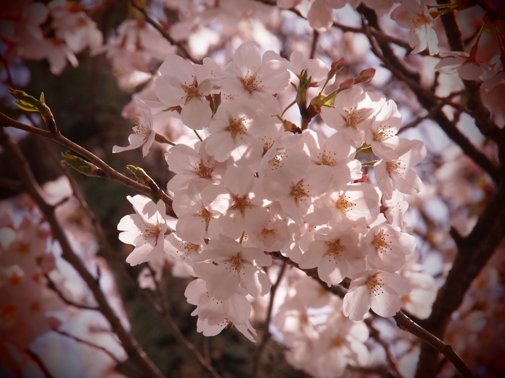 a bunch of flowers that are on a tree