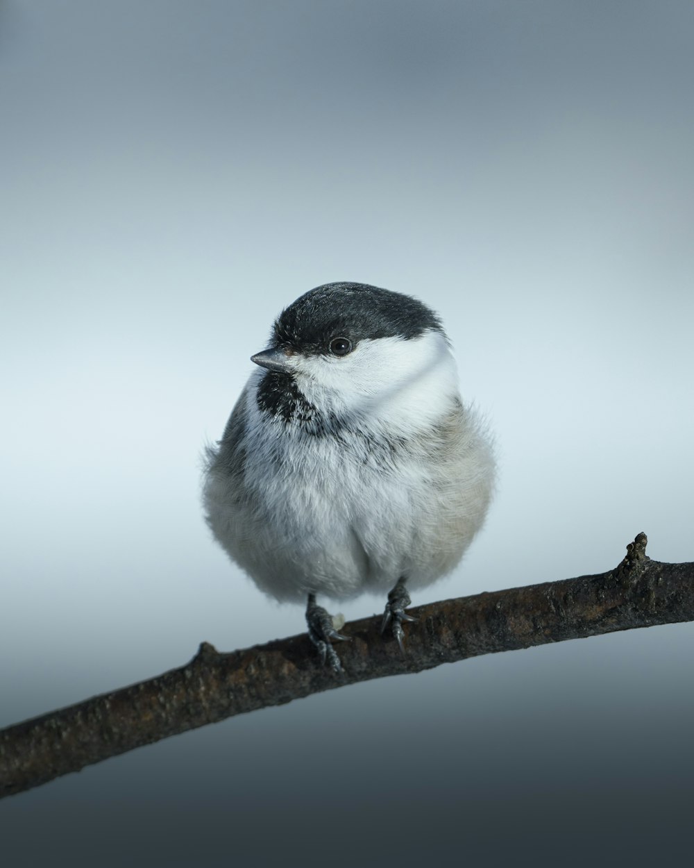 un piccolo uccello seduto in cima al ramo di un albero