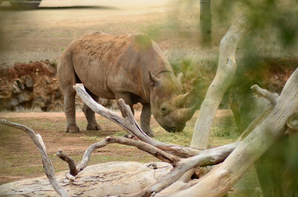 a rhino standing next to a fallen tree